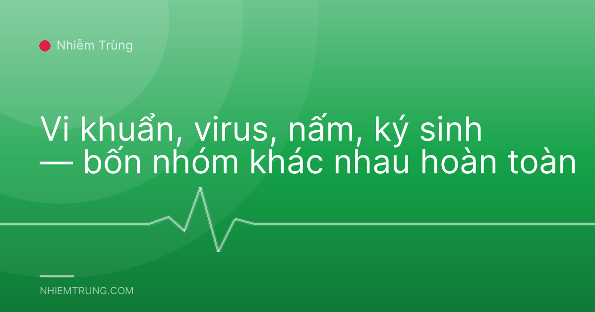 Vi khuẩn, virus, nấm, ký sinh — bốn nhóm khác nhau hoàn toàn